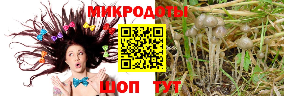 Елизово  цена   Вход с VPN  Псилоцибиновые грибы Psilocybe 